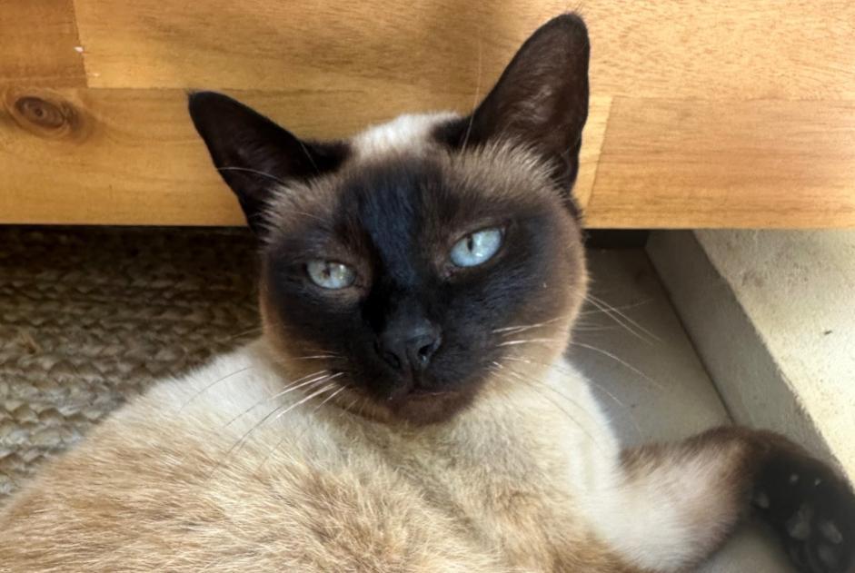 Vermisstmeldung Katze Weiblich , 11 jahre Nice Frankreich Vermisstmeldung Katze Weiblich , 11 jahre Nice Frankreich