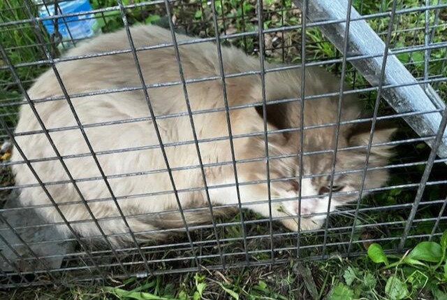 Discovery alert Cat Unknown Cagnes-sur-Mer France