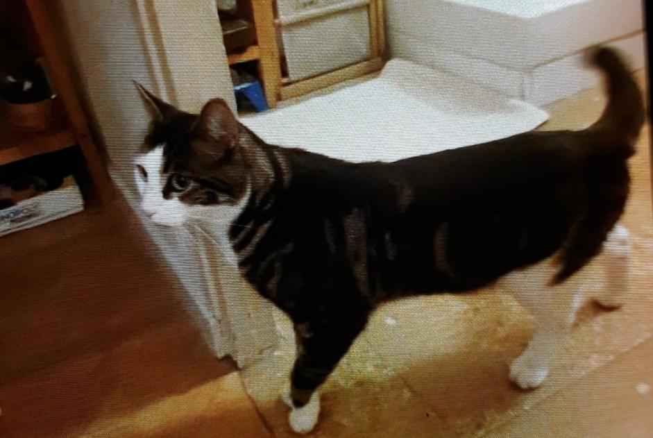 Discovery alert Cat Male Cannes France
