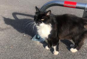Discovery alert Cat  Unknown Cagnes-sur-Mer France