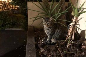 Discovery alert Cat Male Nice France