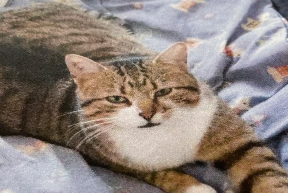 Disappearance alert Cat Male , 5 years Saint-Cézaire-sur-Siagne France Disappearance alert Cat Male , 5 years Saint-Cézaire-sur-Siagne France