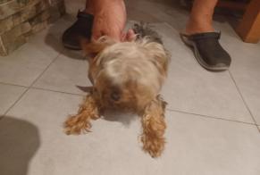 Discovery alert Dog  Male Antibes France