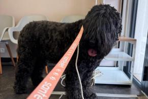 Discovery alert Dog Male Mouans-Sartoux France