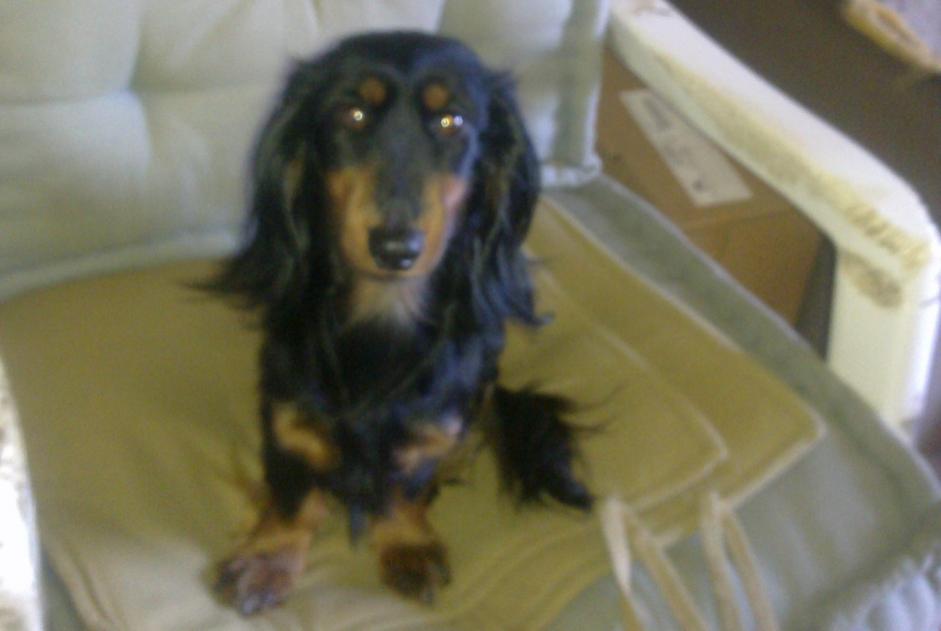 Disappearance alert Dog  Female , 13 years Le Cannet France