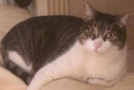 Alerte Disparition Chat Mâle , 16 ans Mougins France Alerte Disparition Chat Mâle , 16 ans Mougins France