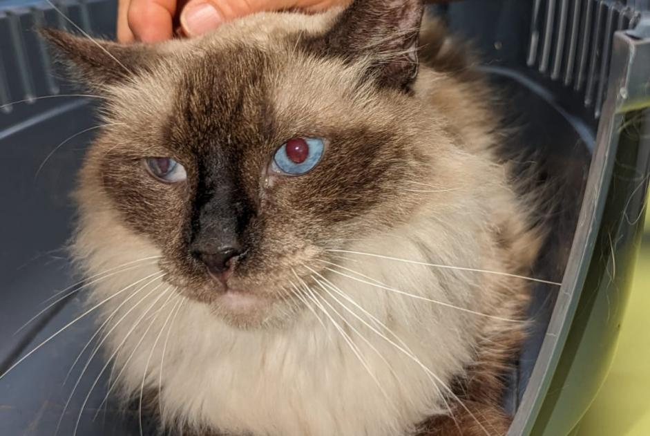 Alerte Disparition Chat Mâle , 10 ans Pierrefeu France Alerte Disparition Chat Mâle , 10 ans Pierrefeu France