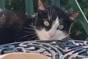 Alerte Découverte Chat  Inconnu Nice France