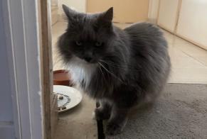 Alerte Découverte Chat Inconnu Cannes France