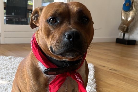 Alerte Disparition Chien Femelle , 2 ans Nice France Alerte Disparition Chien Femelle , 2 ans Nice France