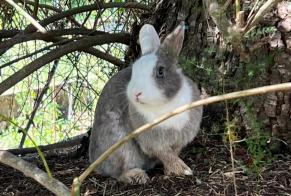 Alerte Découverte Lapin Inconnu Grasse France