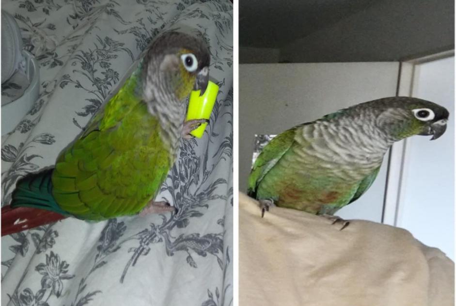 Alerte Disparition Oiseau Femelle , 2025 ans Vallauris France Alerte Disparition Oiseau Femelle , 2025 ans Vallauris France