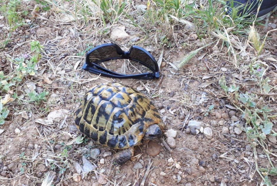 Alerte Disparition Tortue Mâle , 2023 ans Mougins France Alerte Disparition Tortue Mâle , 2023 ans Mougins France