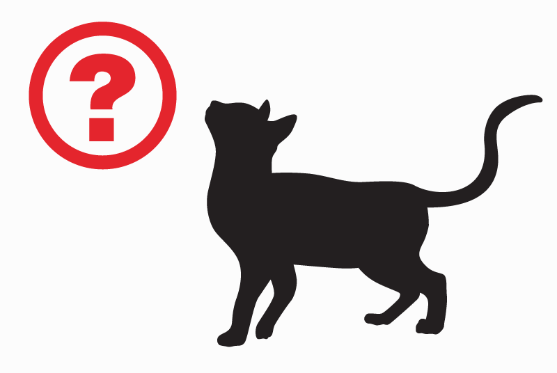 Alerte Découverte Chat Mâle Peymeinade France Alerte Découverte Chat Mâle Peymeinade France