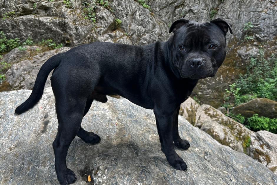 Verdwijningsalarm Hond  Mannetje , 2 jaar Champagne-sur-Seine Frankrijk
