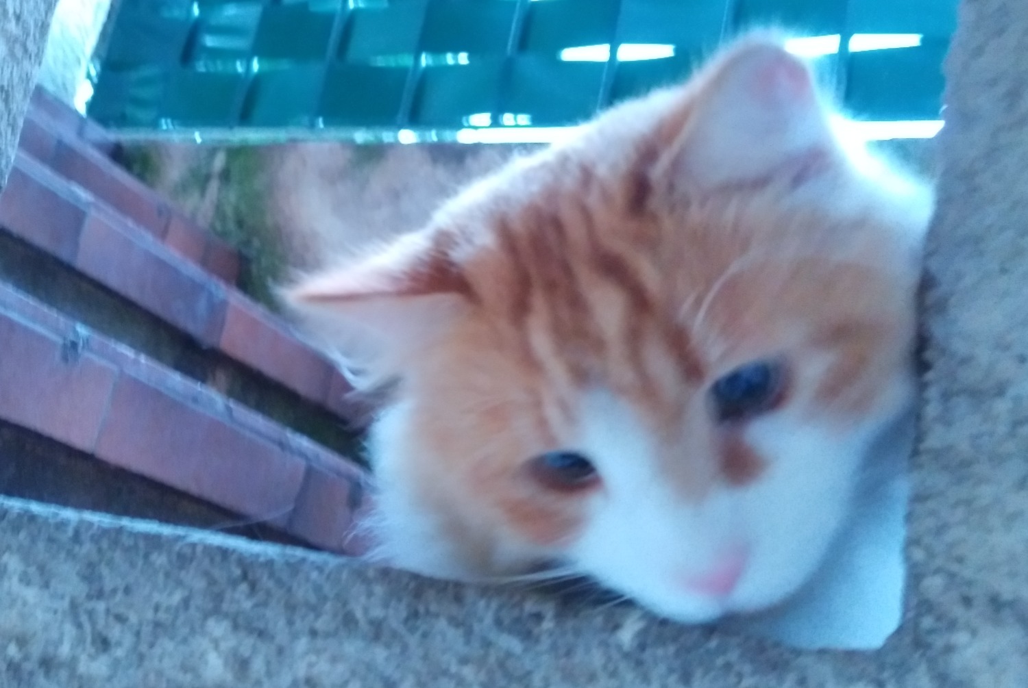 Alerta desaparecimento Gato Macho , 0 anos Tourrette-Levens France Alerta desaparecimento Gato Macho , 0 anos Tourrette-Levens France